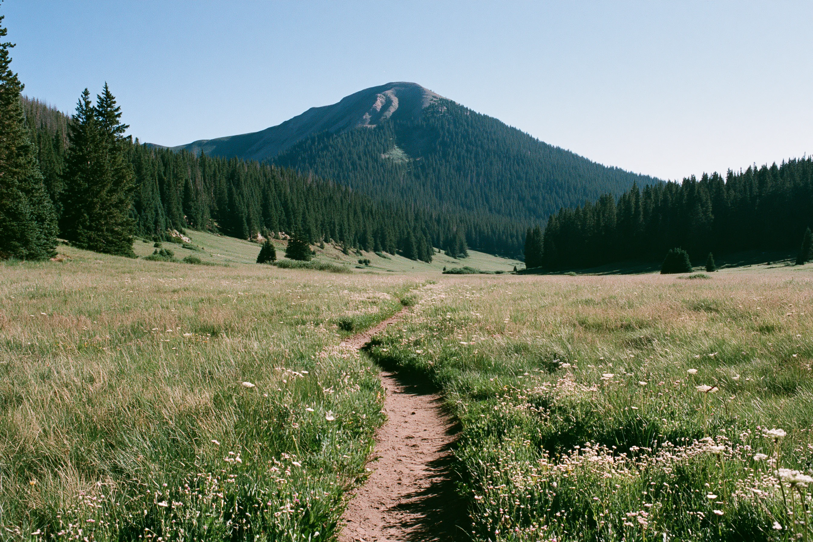 A footpath through a wildflower meadow toward a forested mountain